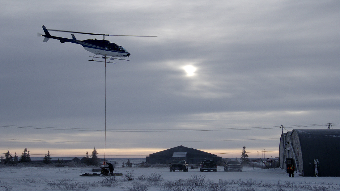 Es temporada de osos polares, descubre dónde puedes verlos.