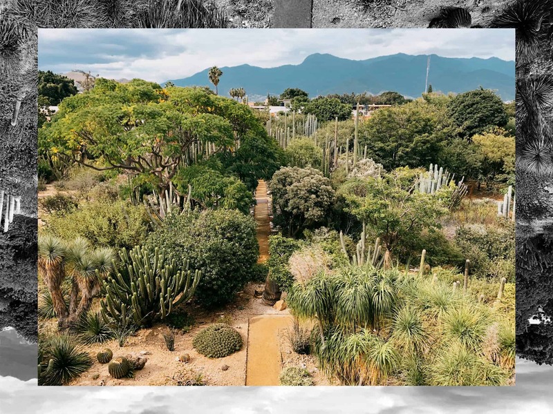 Jardín Etnobotánico de Oaxaca, lleno de historia, arte y naturaleza