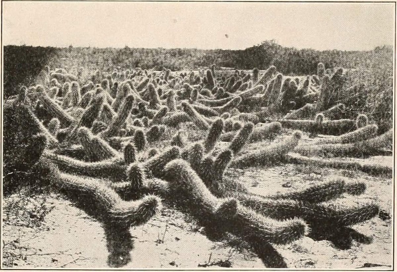 Chirinola, el cactus mexicano que se mueve de lugar