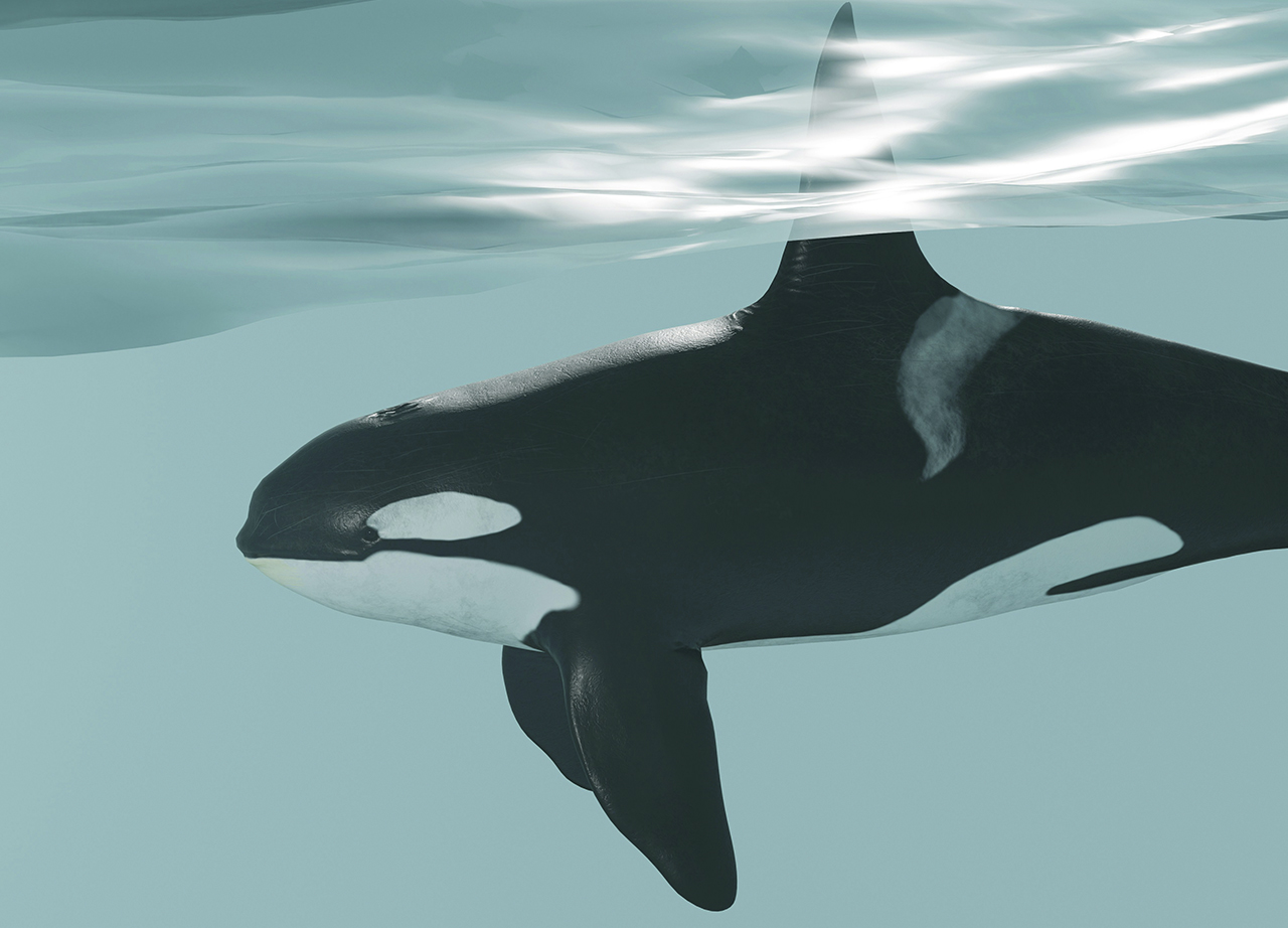 Estas son algunas de las ballenas más exóticas que puedes ver en México