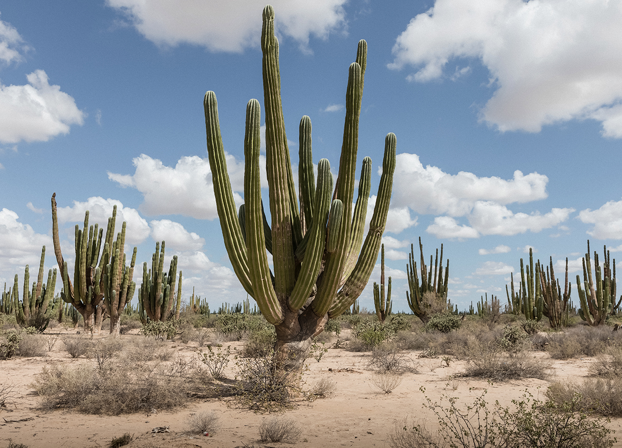 3-desiertos-para-acampar-en-m-xico