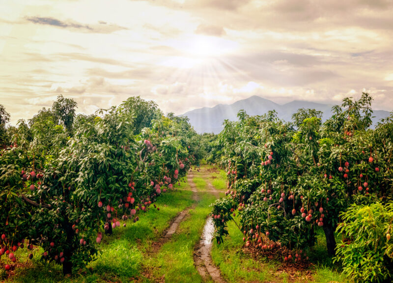 Así descubrieron el mango perfecto en Chiapas