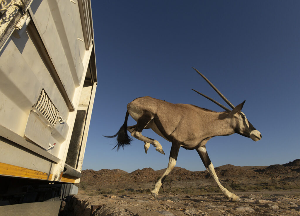 Un órix saltando fuera de la caja y adentrándose en la naturaleza tras una translocación exitosa. El Área de Conservación del Río Orange–Karoo (ORKCA) fue fundada por un equipo de protectores de la tierra afines, unidos por una visión compartida de una vasta área de conservación conectada, llena de vida silvestre. Foto: © Rolex/James Kydd.