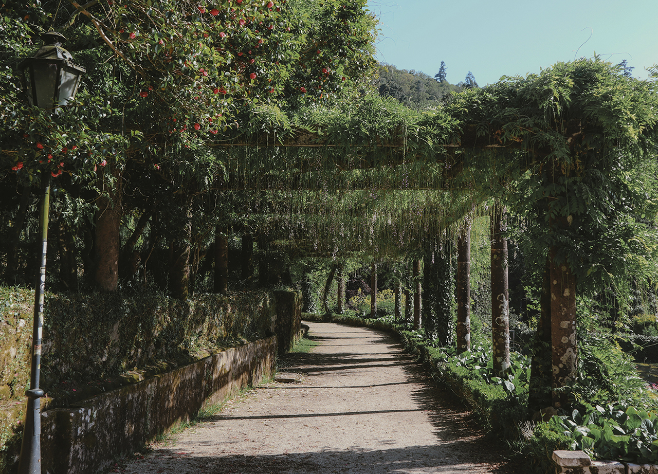 ¿Un bosque certificado como sanador? Está en Portugal