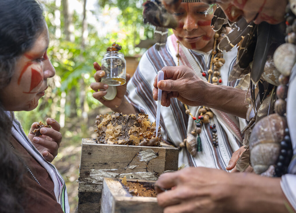 Un grupo de la comunidad asháninka en la Amazonia
peruana cuida sus colmenas y limpia las cajas cada semana
para protegerlas de posibles depredadores. Al brindar a las comunidades las herramientas y los conocimientos necesarios para liderar por sí mismas los
esfuerzos de conservación, Amazon Research Internacional
busca garantizar que la protección de las abejas sin aguijón trascienda cualquier proyecto individual. Fotos: © Rolex / Sofia Lopez Mañan.