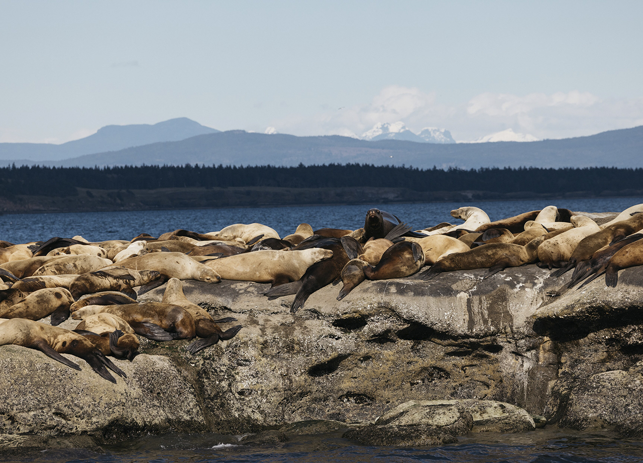 Leones marinos sobre las rocas de Deep Bay, en la isla de Vancouver. El nuevo libro de Paul Nicklen, Reverence, reúne una selección de sus extraordinarias fotografías de conservación. “Habla de la reverencia que siento por la naturaleza. Es mi último llamado a las personas para decirles: esta es nuestra última oportunidad de defender este planeta”, afirma Nicklen. Foto: © Rolex / Arnaud Montagard.