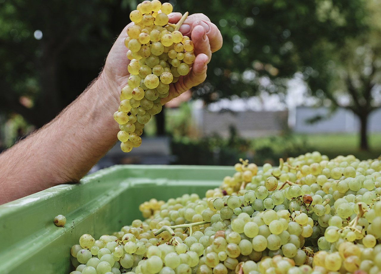 Moët & Chandon Grand Vintage: el carácter irrepetible de un momento