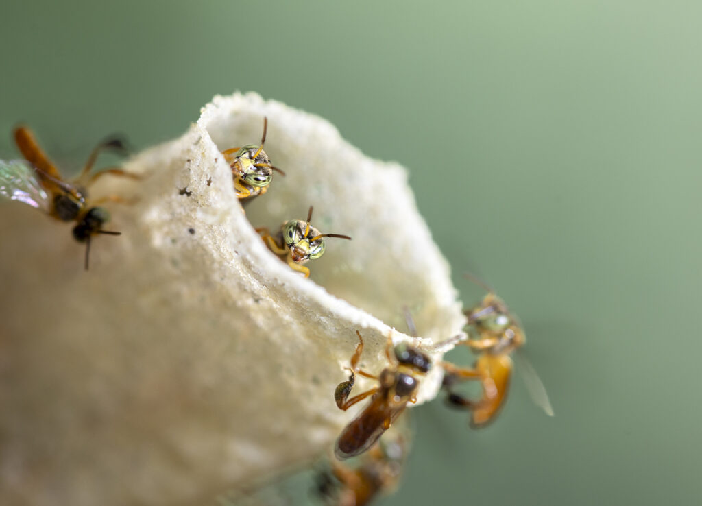 Abejas sin aguijón en la Amazonia. Polinizadoras esenciales y parte fundamental de la vida de las comunidades indígenas locales, entre otras, ahora cuentan con el derecho legal a existir: son el primer insecto del mundo en recibir una protección de este tipo. Foto: © Rolex/Sofia Lopez Mañan.