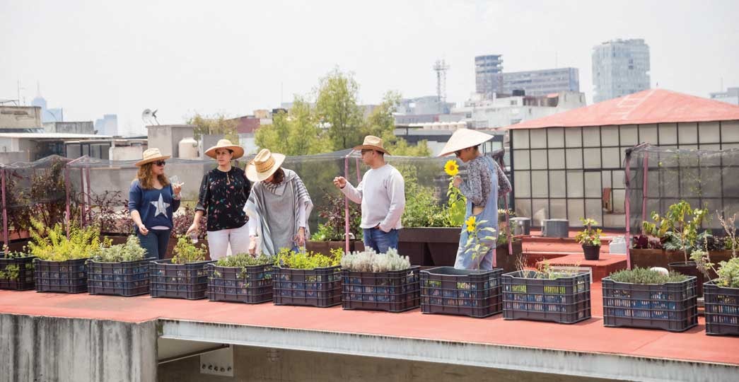 Huertos urbanos: una azotea llena de vida