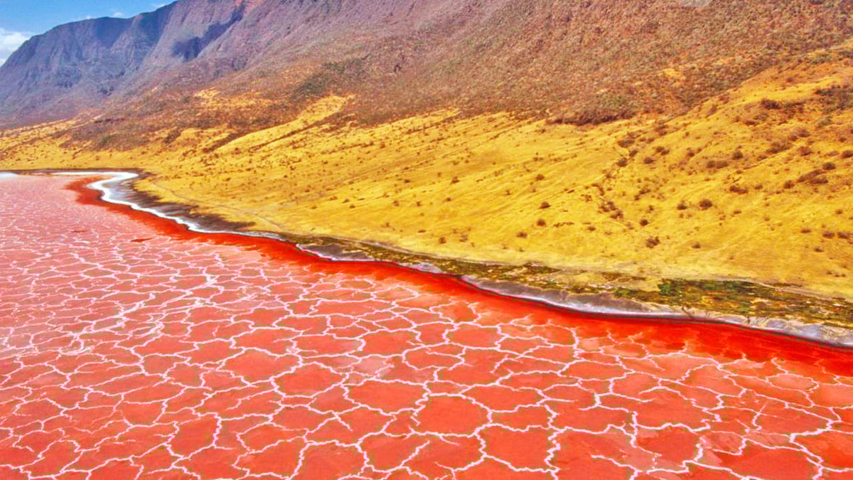 Australia: reportan imágenes del ave MÁS PELIGROSA del mundo » Intriper, image size:1200x675