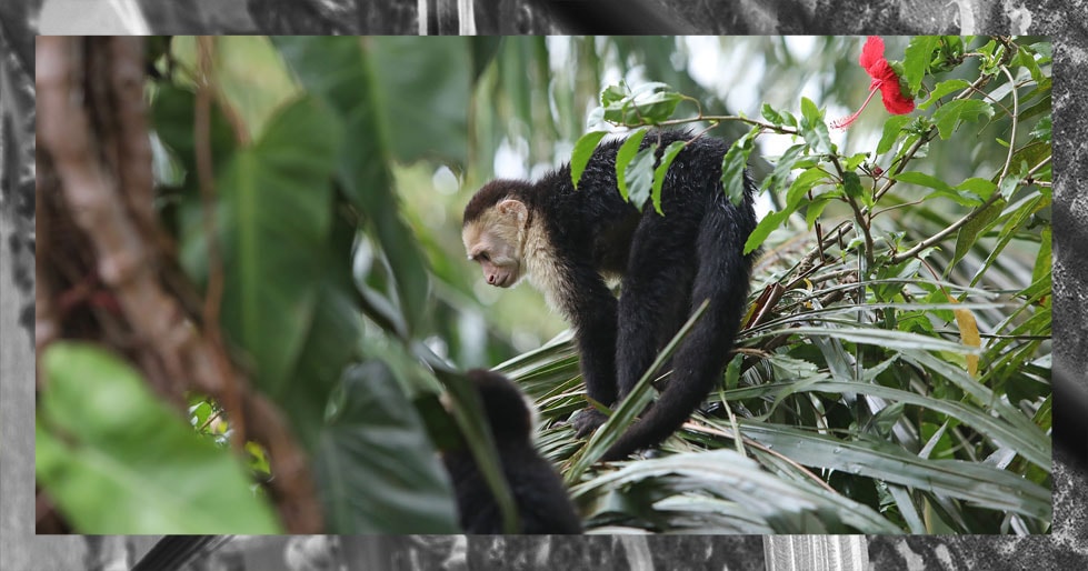 Costa Rica: una increíble aventura al natural | Travesías