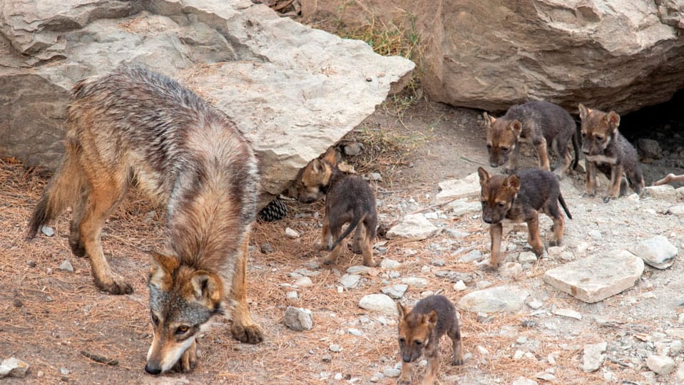manada de lobos grises con cachorros