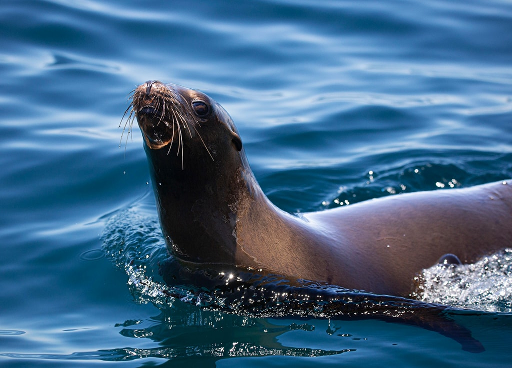 Además de las ballenas grises hay muchas otras especies marinas con las que te podrás encontrar en el viaje.