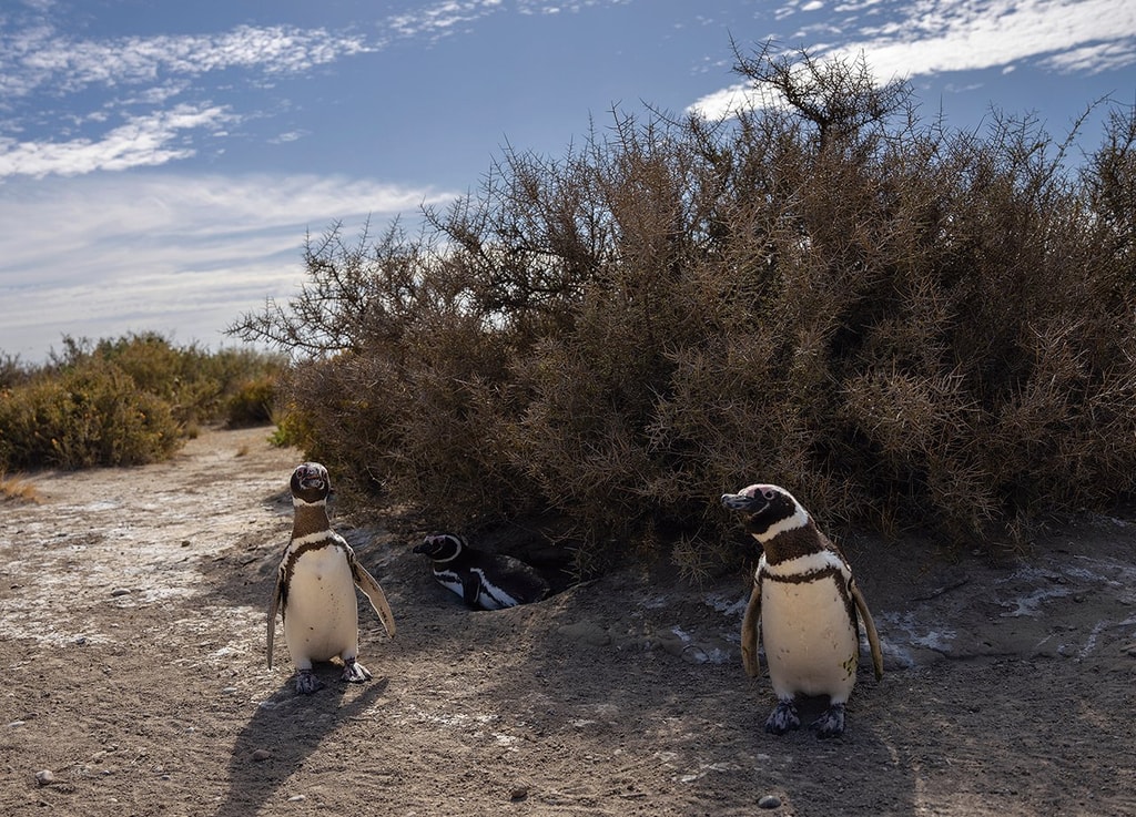 Pingüinos de Magallanes en Punta Ninfas, Argentina, donde vive una colonia de alrededor de 8,000 ejemplares. La serie de televisión de National Geographic Secrets of the Penguins muestra historias nunca antes contadas sobre las colonias de pingüinos que habitan en algunos de los paisajes más desafiantes del mundo. Foto: © Rolex / National Geographic / Luján Agusti