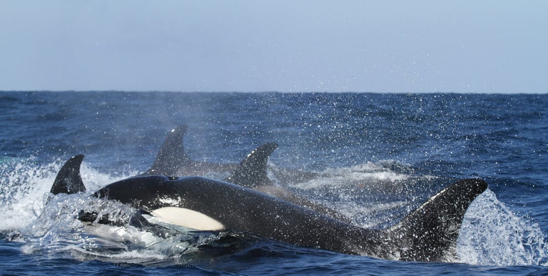 orcas