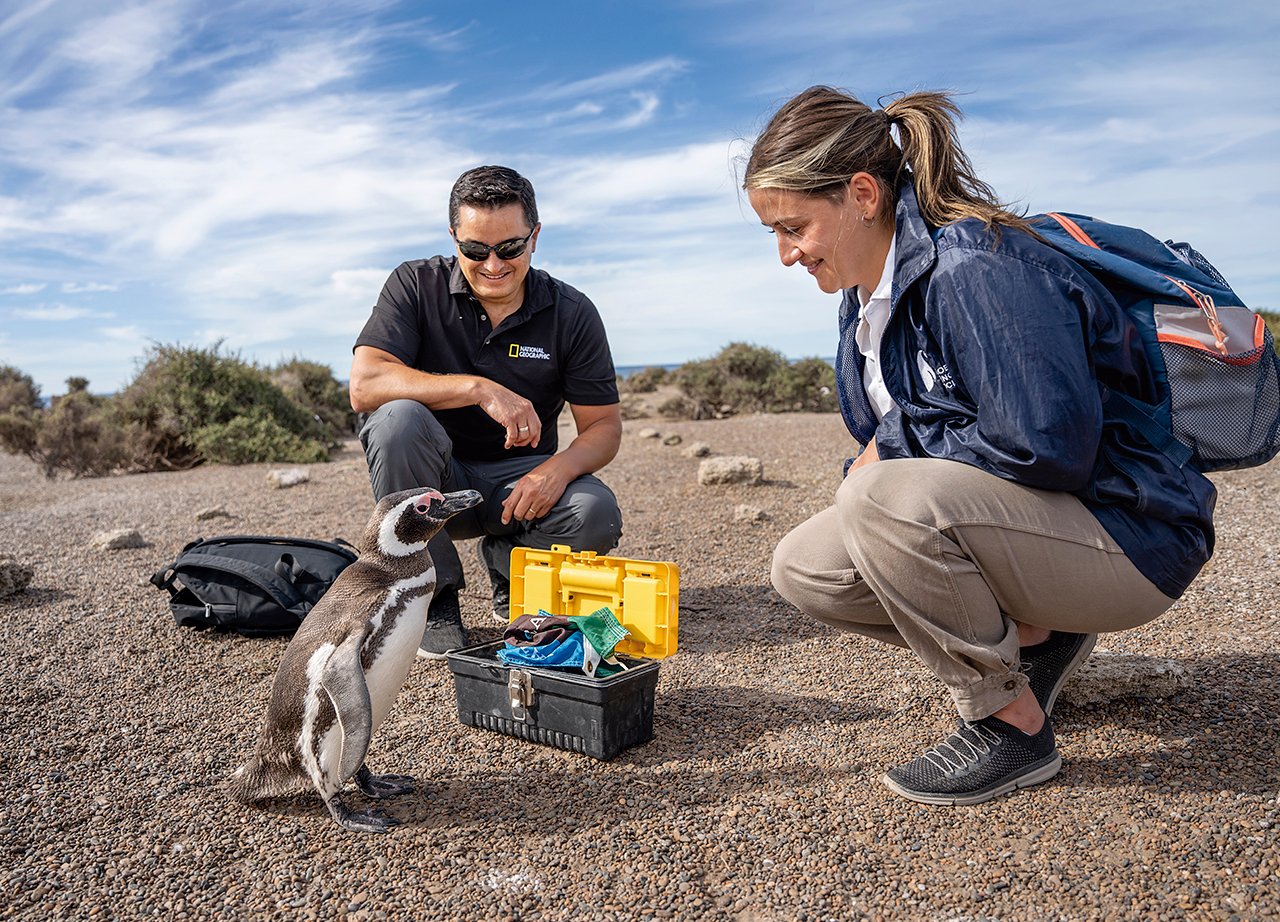 Los conservacionistas Pablo Borboroglu y Candela Tisera Manochio, de la Global Penguin Society, saludan a un pingüino de Magallanes mientras realizan diferentes mediciones del animal. Estancia San Lorenzo, en la península Valdés de Argentina, es el hogar de la colonia de pingüinos de Magallanes más grande del mundo. Foto: © Rolex / National Geographic / Luján Agusti