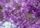jacarandas en la CDMX