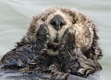fotos de naturaleza más divertidas del 2019