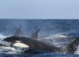 orcas