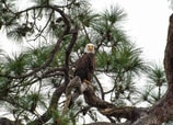 Sarasota: un safari discreto en el sur de la Florida