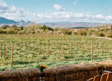 ¡Salud! Viñedos imperdibles en el Valle de Guadalupe