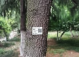 Residentes y visitantes de Taipéi pueden escanear los códigos QR en los árboles para conocer más sobre ellos.