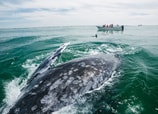 Ballenas jorobadas, azules y grises llegan a Baja California Sur todos los años. Foto: Camilo Christen.