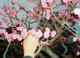 Árboles florales por los que vale la pena viajar