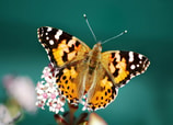 Santuarios donde puedes visitar a la Mariposa Monarca