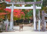 Nara es una de las ciudades principales del sur de Honshū.