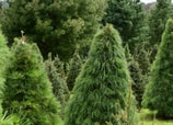 Conoce el árbol navideño originario de los bosques mexicanos