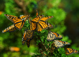 ¿Todavía se pueden ver mariposas monarca en México?