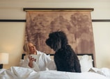 La historia del descanso: así ha evolucionado la comodidad de las camas de hotel