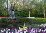 ¿Dónde ver tulipanes en Holanda durante la primavera?