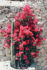 bugambilia-arbol-de-color