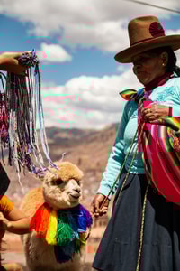 llamas en cusco