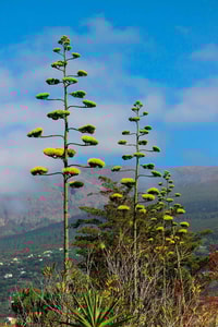 quiote agave