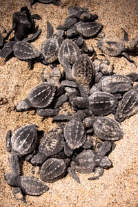 tortugas