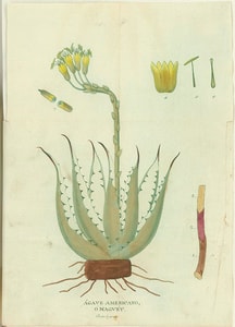 maguey