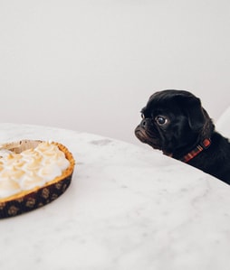 El primer café para perros en Nueva York