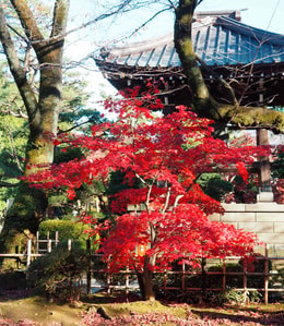 Templo Gotokuji