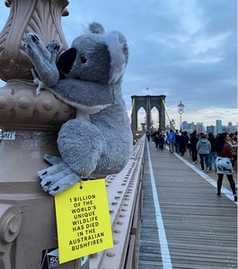 koalas de peluche nyc