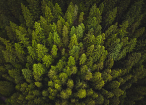 los-bosques-dan-felicidad