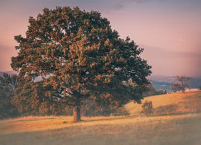 arbol-mas-viejo-del-mundo