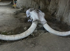 mamuts en méxico tultepec