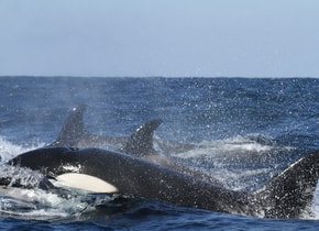 orcas