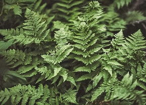 Oaxaca, el destino menos imaginado donde abundan los helechos