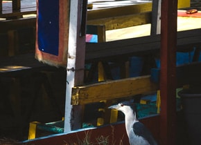 Xochimilco, el rincón inesperado adonde migran las aves