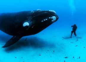 Estas son algunas de las ballenas más exóticas que puedes ver en México