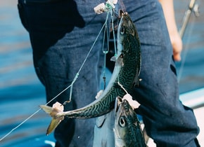 El ikejime es una técnica japonesa para reducir el estrés y la actividad física del pescado.